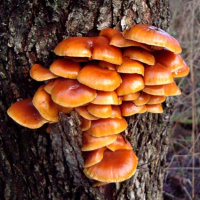 Ricoverati in Italia per un fungo. Occhio alla raccolta potrebbero essere velenosi per il clima estremo