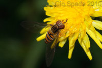 Parassita esotico delle api scoperto in Calabria