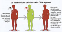 Un bambino prima vittima del virus chikungunya in Colombia. In Italia segnalato a Bologna caso turista infettato