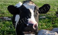 Premi Pac-latte, Cia e Confagricoltura: “Inaccettabili le disparità tra allevatori. Ricorriamo al Tar del Lazio”