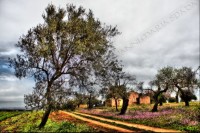 Il “massacro controllato” degli ulivi in Puglia. La Corte UE ha stabilito che le piante “sane” a rischio infezione da Xylella sono da abbattere