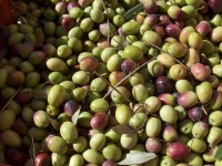 I polifenoli delle olive:  una ricchezza multiforme  dal mediterraneo al mondo
