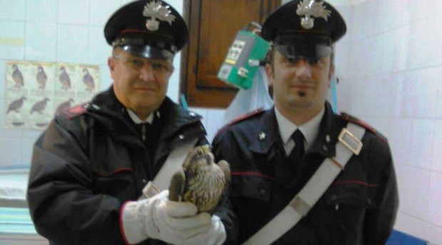Baucina. Falco pellegrino salvato dai carabinieri