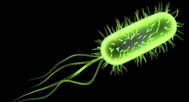 Allerta in Europa per nuova epidemia di E coli in Francia
