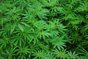 Cannabis light legale o illegale? La Corte di Cassazione si pronuncia con una sentenza “ambigua”