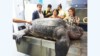 Tartaruga gigante recuperata a largo di Lampedusa