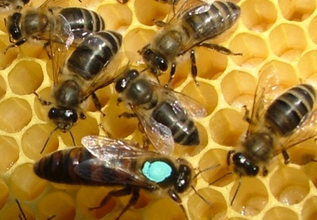 Il miele siciliano non contiene pesticidi e metalli pesanti