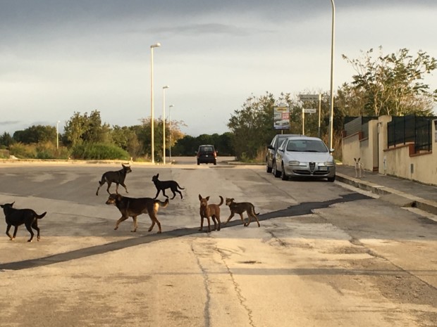 Partecipiamo Ragusa, la denuncia: “I branchi di cani randagi si moltiplicano”