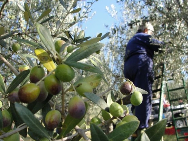 Città dell’Olio: parte dalla Sicilia il progetto nazionale di valorizzazione dell’olivicoltura