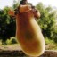Università di Pisa: Dalla Toscana all’Africa un progetto sul Baobab per lottare contro la malnutrizione