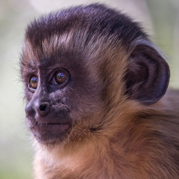 Animali. Un nuovo studio dimostra come le scelte dei cebi dai cornetti, piccole scimmie sudamericane, siano influenzate da opzioni irrilevanti, evidenziando analogie con il comportamento decisionale umano