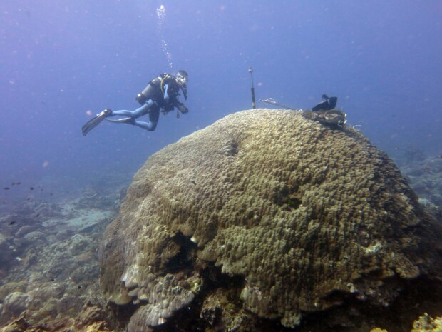 Ambiente. La strategia di sopravvivenza dei coralli tropicali al clima che cambia