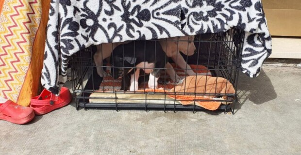 Brianza. Sequestrati due cuccioli costretti a vivere in gabbia. Servivano solo per far giocare i bambini. Denunciato il detentore.