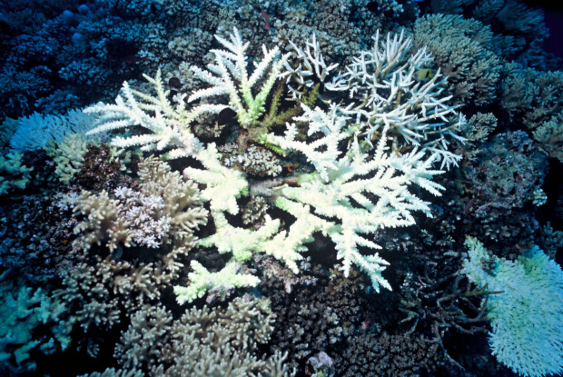 WWF: La crisi dei coralli è una crisi climatica!