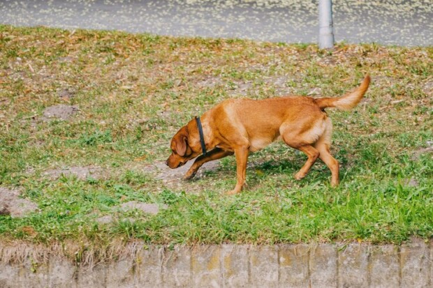 Vomero: cani avvelenati da una sostanza sconosciuta, allarme sui social!