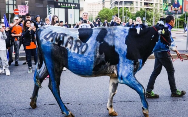Inter. Alla festa dello scudetto una mucca imbrattata di vernice. L’OIPA denuncia.